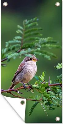 Produktbild von MuchoWow® 80x160 cm Outdoor-Poster Gartendeko Sichtschutz Garten Poster für den Garten  Vogel - Baum - Wald