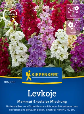 Produktbild von Kiepenkerl Levkojensamen Mammut Excelsior Matthiola incana 50 Pflanzen