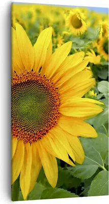 Produktbild von Bild auf Leinwand - Leinwandbild - Wolken Sonnenblumen Plantagen - 55x100cm - Wand Bild - Wanddeko - Leinwanddruck - Bilder - Kunstdruck - Wanddekoration - Leinwand bilder - Wandkunst - PA55x100-1157