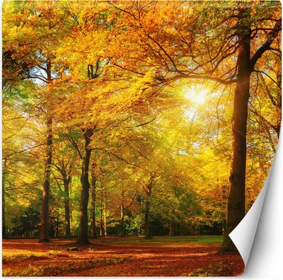 Produktbild von Vlies fototapete Herbstwald im Sonnenschein 250x250 cm Feeby Orange inkl. Kleber einfache Montage