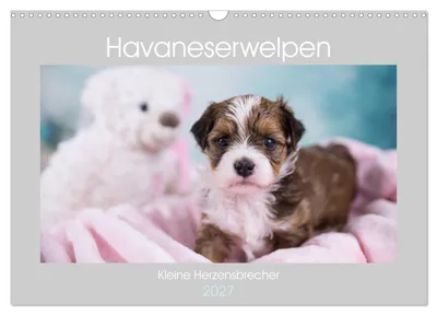 Produktbild von Havaneserwelpen - Kleine Herzensbrecher (Wandkalender 2027 DIN A3 quer), CALVENDO Monatskalender