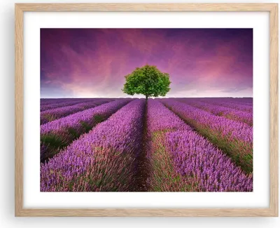 Produktbild von Gerahmtes Poster - Rahmen in heller Eiche - Wiese lavenda Sommer Landschaft - 50x40 cm - Wand Bild - Wanddeko - Wandbilder - Wandposter - Bilderrahmen - Bilder - Kunstdruck - P2NAA50x40-2605