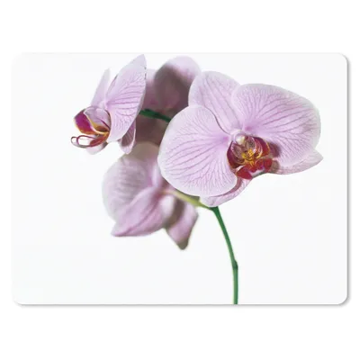 Produktbild von MuchoWow® Mauspad Mousepad Rosa Orchideenblüte 23x19 cm - Mousepads - Maus Mat - Pad - Mausunterlage - Schreibtischunterlage - Mauspad