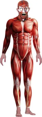 Produktbild von Anatomie Halloween Kostüm Größe: M