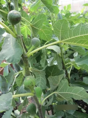 Produktbild von Ficus carica Noire de Caromb - Feige carica Noire den Caromb