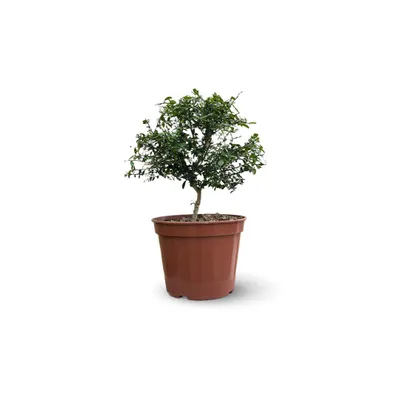 Image de Citron caviar rouge - agrume méditerranéen - arbre fruitier - ↕ 50-60 cm - ⌀ 20 cm