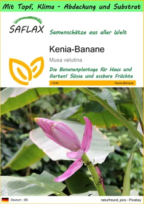 Produktbild von SAFLAX Garden to go - Kenia-Banane - Musa velutina - 8 Samen - Mit Topf, Klima - Deckel und Anzuchtsubstrat