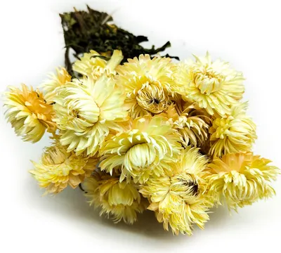 Produktbild von Getrocknete Strohblume Granvia® - (Helichrysum Granvia®) - Strohfarben