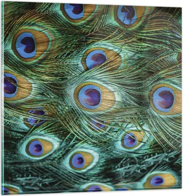 Produktbild von Bilder auf glas - Einteilig - Pfauen Feder Makro - 70x70cm - Glasbilder - Wandbilder - Bilder - zum Aufhängen bereit - Wanddekoration aus Glas - Glas Bilder - Wandbild auf Glas - GAC70x70-4159