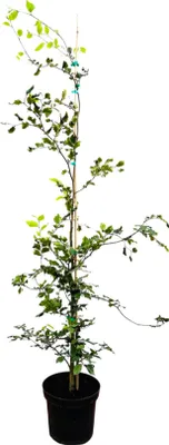Produktbild von Fagus sylvatica, Rotbuche, 125–150 cm