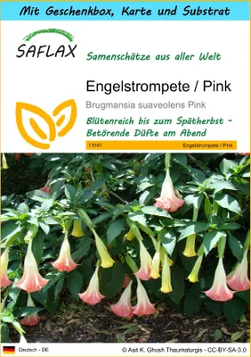 Produktbild von SAFLAX - Geschenk Set - Engelstrompete / Pink - 10 Samen - Mit Geschenk- / Versandbox, Versandaufkleber, Geschenkkarte und Anzuchtsubstrat - Brugmansia suaveolens Pink