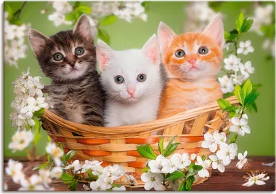 Produktbild von ARTland Leinwandbild Katzen sitzen in einem Korb Größe: 70x50 cm