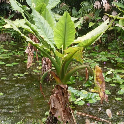 Produktbild von Wasserbanane (Typhonodorum lindleyanum) - 1 gekeimter Samen