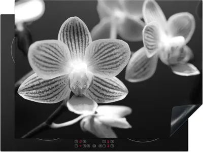 Produktbild von KitchenYeah© Herdabdeckplatte Orchideenblüte - schwarz und weiß , 70x52cm, Küche Deko, Glaskeramikkochfeld Herdabdeckung, Abdeckplatte fùr Kochfeld
