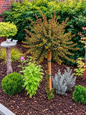 Produktbild von Ceanothus Säckelblume " Blue Sapphire " Hochstamm immergrün 80 - 100 cm hoch