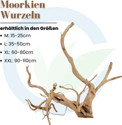 Produktbild von Moorkien Wurzel XXL 90-110cm