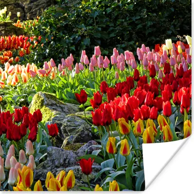 Produktbild von MuchoWow® Poster Bunte Tulpen auf dem Keukenhof in den Niederlanden 50x50 cm - Wohnzimmerdekoration