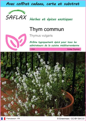Image de SAFLAX Ensemble-cadeau - Thym commun - 200 graines - Thymus