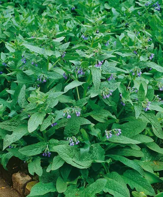 A close-up view of a Symphytum azureum plant with blue flowers.