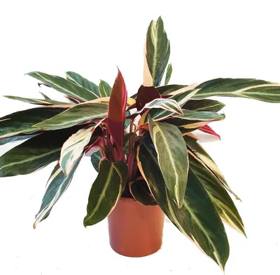 Productafbeelding van JUNAVERA Stromanthe sanguinea 'Triostar' terrarium en kamerplant | 12 cm pot | circa 40 cm hoog