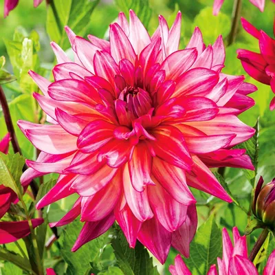 Obrázok produktu pre Pinkie Swear Dekoratívna dahlia 1 kus Sadenice dahlie veľké hľuzy