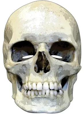 Produktbild von RUBIE'S Skull Horror Face Card Mask