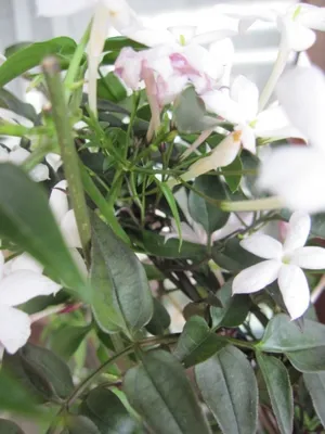 Produktbild von Jasminum multiflorum - Indischer Jasmin