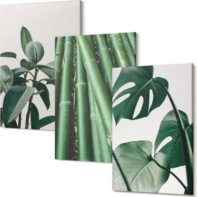 Produktbild von Leinwandbild – Wandbild – Leinwandbilder – Kunstdruck – Polycanvas – Modern – Mehrteilig – 3-Teilig Set – Hochwertig – Geruchslos – Lichtecht – Fertig Aufgespannt – 40x60 Cm Je Teil - Bambusstämme als Zimmerpflanze und Monsterablätter
