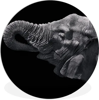 Produktbild von MuchoWow® Rundes Wandbild - Runde Bilder Elefant - Tiere - Schwarz - Natur Ø 60 cm Kreis Wanddekoration Kunststoff - Wandkreis - Wandschmuck - Wand Kreis - Das Schlafzimmer - Die Bilder - Wandmalerei - Kunst für das Haus - das Plastik