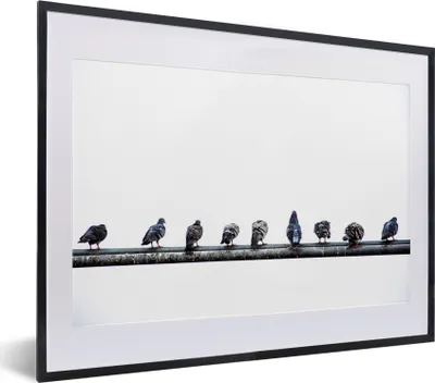Produktbild von MuchoWow® MuchoWow® Gerahmtes Poster Eine Reihe von Tauben, die auf einem Bleirohr sitzen 40x30 cm - Poster mit zchwarzem Bilderrahmen - Bilderrahmen - Poster im Rahmen