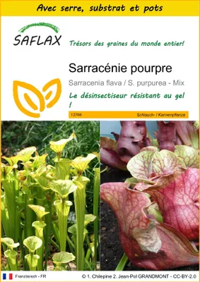 Image de SAFLAX Ensemble de culture - Sarracénie pourpre - 10 graines - Sarracenia