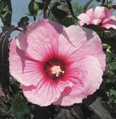 Produktbild von XXL Hibiscus moscheutos 'Summer Storm' ®  Riesenhibiskus Staudenhibiskus