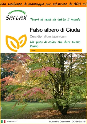 Immagine prodotto di SAFLAX Garden in the bag - Falso albero di Giuda - 200 semi - Cercidiphyllum