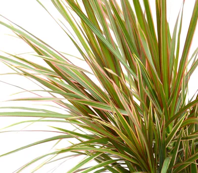 Produktbild von Dehner Drachenbaum Bicolor, Dracaena marginata, viertriebig, luftreinigend, 140-150 cm, Ø Topf 24 cm, Zimmerpflanze