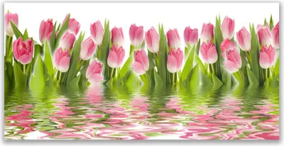 Produktbild von Acrylglasbilder 120x60 Wandbild Druck Tulpen Pflanzen