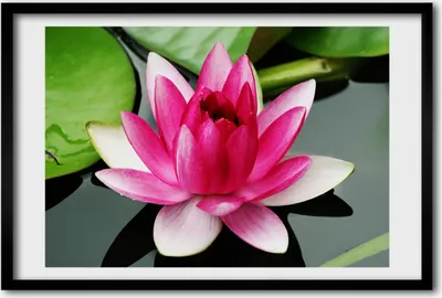 Produktbild von Bild 60x40 MDF-Rahmen, Wandkunst Seerose