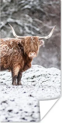 Produktbild von MuchoWow® Poster Schottischer Highlander - Baum - Schnee 20x40 cm - Plakat - Foto