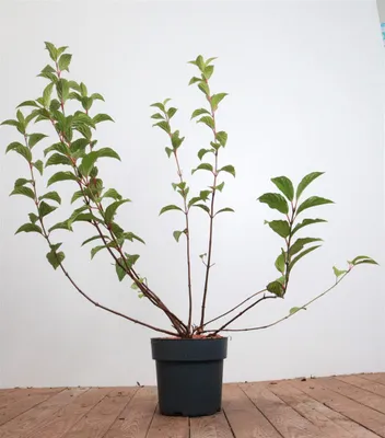 Produktbild von Viburnum bodnantense 'Dawn', Duft-Schneeball, rosa Blüten, 60–80 cm