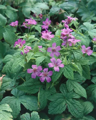 Produktbild von Geranium nodosum, Storchschnabel, violett, ca. 9x9 cm Topf