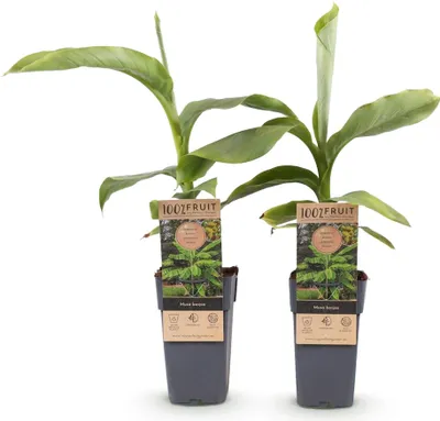 Produktbild von Japanische Faserbanane Musa basjoo Winterhart 2 Pflanzen Ø15cm Höhe 50cm Deko