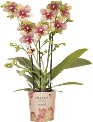 Obrázek produktu pro Oranžovo-žlutá orchidej Phalaenopsis - Grosseto - Ø9cm - Exotická kvetoucí
