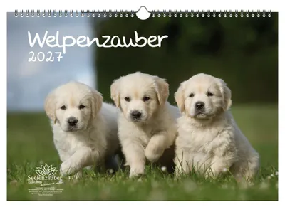 Produktbild von Welpenzauber DIN A3 Kalender für 2027 Hunde Welpen - Seelenzauber