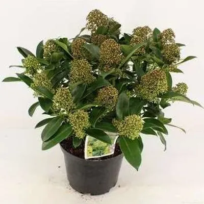 Zdjęcie produktu dla Skimmia jap. 'Fragrant Cloud' - Japońska Skimmie 40- + cm - Pojemnik