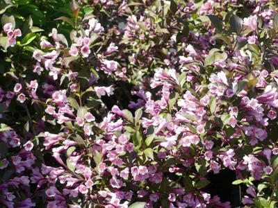 Produktbild von Weigela florida Purpurea - Rotblättrige Weigelie - 30-40