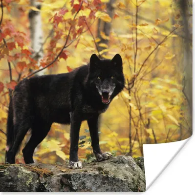 Produktbild von MuchoWow® Poster Wolf - Fels - Baum 30x30 cm - Wandposter - Printing