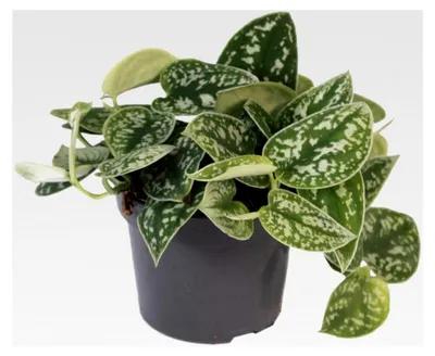 Produktbild von Efeutute - Scindapsus pictus arguraeus, 12 cm Topf