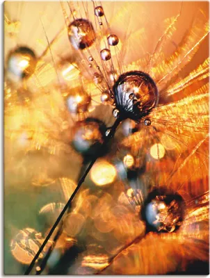 Produktbild von ARTland Leinwandbild Pusteblume Energy Größe: 45x60 cm
