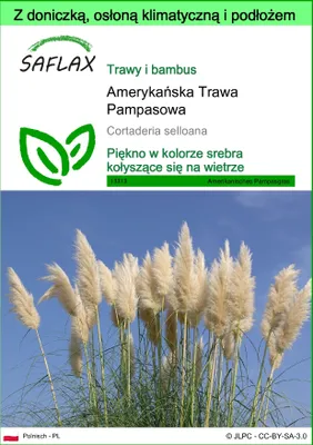 Zdjęcie produktu dla SAFLAX - Garden to go - Amerykańska Trawa Pampasowa - 200 Nasiona - Z doniczką, pokrywą klimatyczną i podłożem do uprawy - Cortaderia selloana