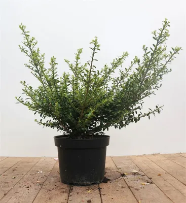 Produktbild von Ilex crenata 'Glorie Gem', Japanische Stechpalme, immergrün, 30–40 cm