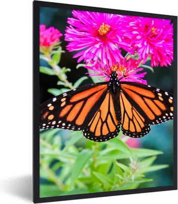 Produktbild von MuchoWow® Gerahmtes Poster Schmetterling - Botanisch - Blume 60x80 cm - Poster mit Schwarzem Bilderrahmen Wandposter Rahmen Foto Bilder - Premium - Wanddeko Wohnzimmer